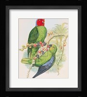 Geoffroyius Timorlaoensis Fine Art Print