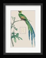 Le Couroucou Resplendissant Fine Art Print