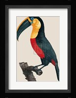 Le Grand Toucan Fine Art Print
