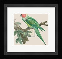 Le Petit Ara Fine Art Print