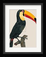 Le Toco Fine Art Print