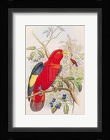 Lorius Tibialis Fine Art Print