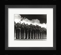White Palms, Costa Rica Fine Art Print