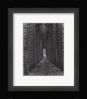 Red Pines, Empire, Michigan Fine Art Print