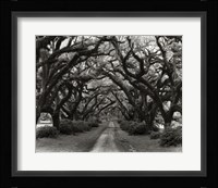Path In The Oaks #2, Louisiana Fine Art Print