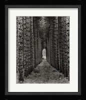 Red Pines, Empire, Michigan Fine Art Print