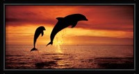 Bottlenose Dolphins, The Caribbean Fine Art Print