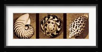 Shell Trio Fine Art Print