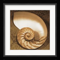 Chambered Nautilus Fine Art Print