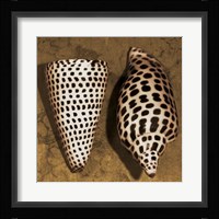 Cone Seashell Fine Art Print