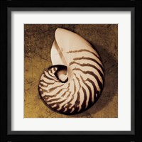 Nautilus Fine Art Print