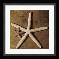 Starfish Fine Art Print