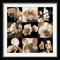 Orchid Bouquet Fine Art Print