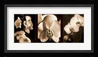 Orchid Trio Fine Art Print