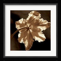Parrot Tulip II Fine Art Print