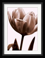 Tulip In Sepia I Fine Art Print
