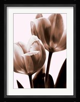 Tulip In Sepia II Fine Art Print