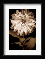 Dahlia I Fine Art Print