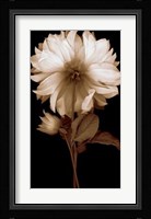 Dahlia II Fine Art Print