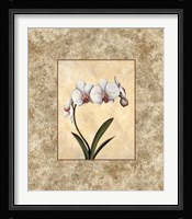 Perfection I Fine Art Print