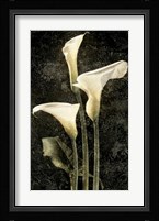 Callas II Fine Art Print