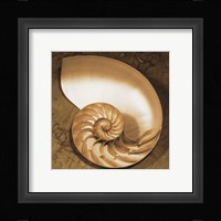 Chambered Nautilus Fine Art Print