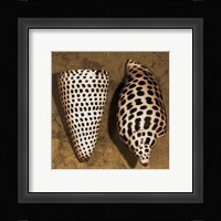 Cone Seashell Fine Art Print