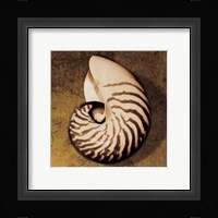 Nautilus Fine Art Print