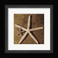 Starfish Fine Art Print