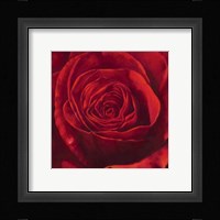 Passione Fine Art Print