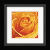 Gaiezza Fine Art Print