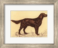 Hunting Dogs-Setter Fine Art Print