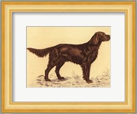 Hunting Dogs-Setter Fine Art Print