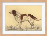 Hunting Dogs-Spaniel Fine Art Print