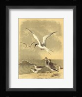 Coastal Dwellers I Framed Print