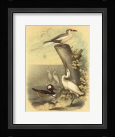Coastal Dwellers II Framed Print
