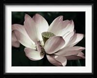 Blossom Fine Art Print