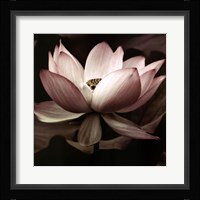 Lotus I Framed Print