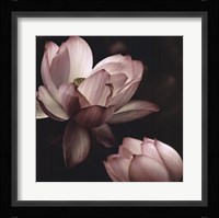 Lotus II Fine Art Print