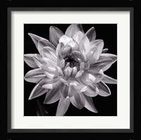White Dahlia I Fine Art Print