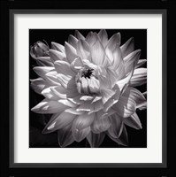 White Dahlia II Fine Art Print