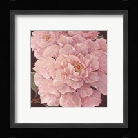 Fuschia Peonies Fine Art Print