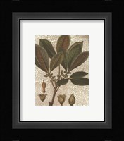 Leaves III Fine Art Print