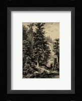 Noble Fir Fine Art Print