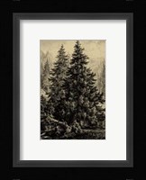 Spruce Pine Fine Art Print