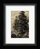 Arolla Pine Fine Art Print
