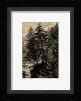 Larch Tree Fine Art Print