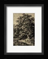 Oak Tree Fine Art Print