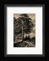 Wild Pine Fine Art Print