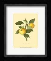 Grange Apple Framed Print